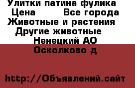 Улитки патина фулика › Цена ­ 10 - Все города Животные и растения » Другие животные   . Ненецкий АО,Осколково д.